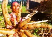 Penurunan Harga Singkong di Lampung: Ini Tanggapan Pabrik Tepung Tapioka