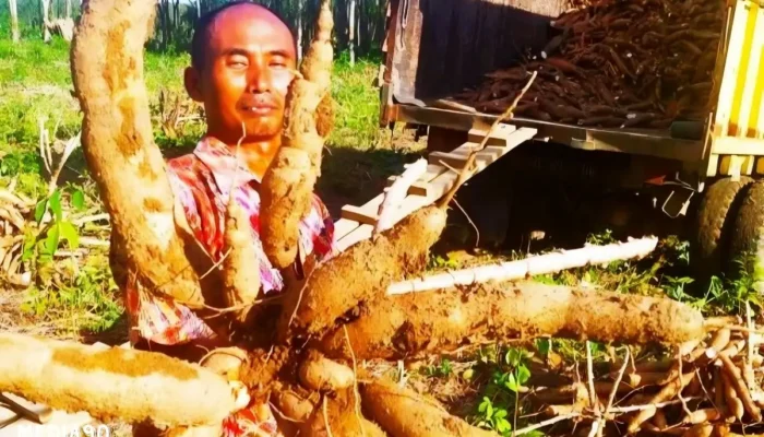 Penurunan Harga Singkong di Lampung: Ini Tanggapan Pabrik Tepung Tapioka