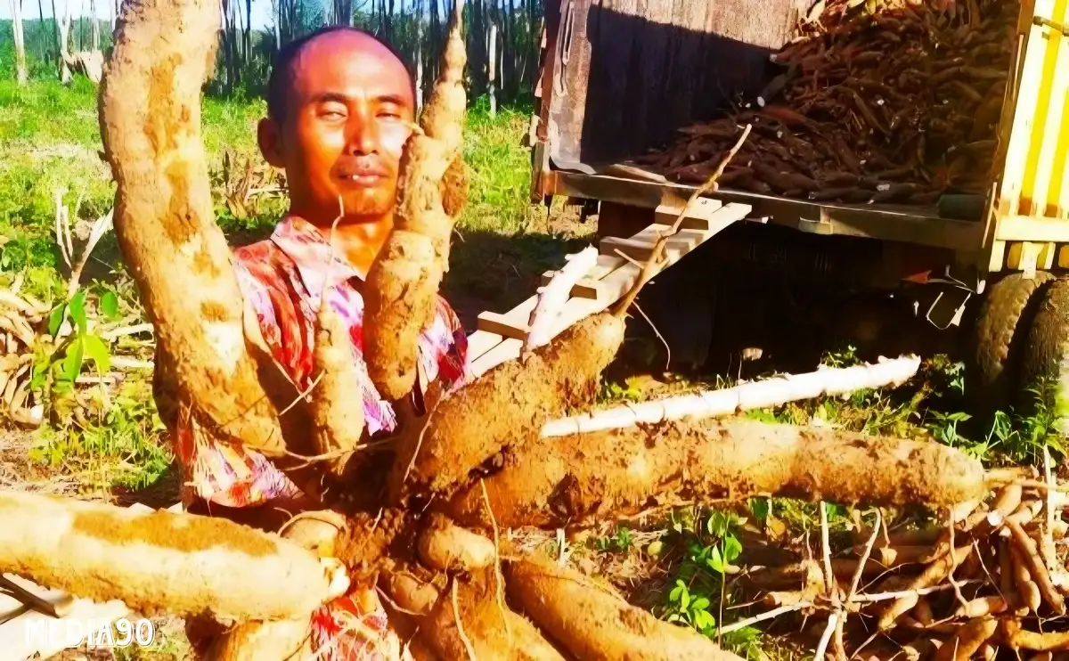 Harga Singkong di Lampung Anjlok, Begini Penjelasan Pabrik Tepung Tapioka