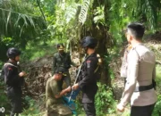 Harimau Sumatera Terpantau Dekat Pemukiman Warga Pesisir Barat, Polda Lampung Himbau Waspada