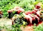 Gajah Liar Mengamuk di Suoh Lampung Barat, Rumah Warga Kembali Jadi Sasaran, Satgas Kewalahan