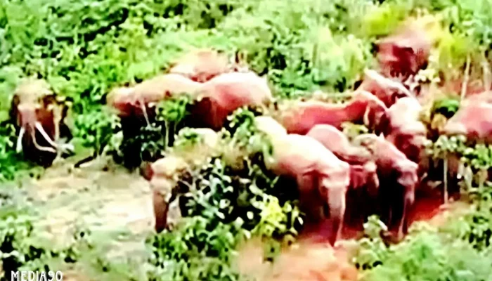 Gajah Liar Mengamuk di Suoh Lampung Barat, Rumah Warga Kembali Jadi Sasaran, Satgas Kewalahan
