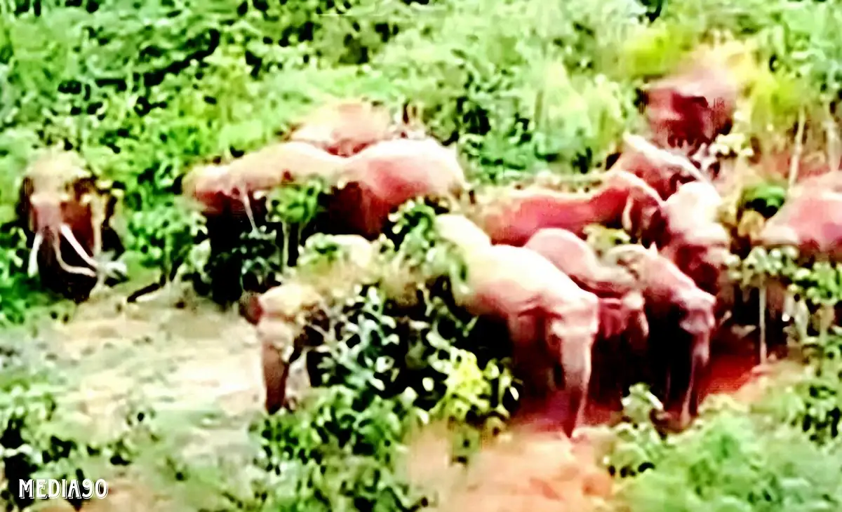 Kawanan Gajah Liar Ngamuk dan Rusak Lagi Rumah Warga Suoh Lampung Barat, Satgas Kewalahan