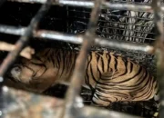 Harimau Sumatera Berhasil Ditangkap Tim Gabungan di Suoh Lampung Barat Melalui Operasi Kandang Jebak
