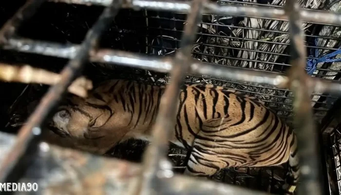 Harimau Sumatera Berhasil Ditangkap Tim Gabungan di Suoh Lampung Barat Melalui Operasi Kandang Jebak