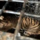 Masuk Kandang Jebak, Harimau Sumatera Berhasil Ditangkap Tim Gabungan di Suoh Lampung Barat