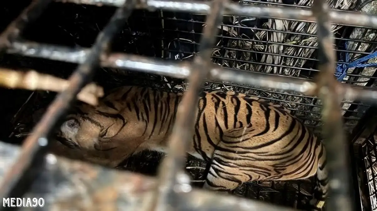 Masuk Kandang Jebak, Harimau Sumatera Berhasil Ditangkap Tim Gabungan di Suoh Lampung Barat