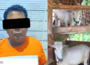 Pria Dibekuk Polisi Usai Curi Dua Sapi yang Terikat di Pekarangan Iringmulyo Metro