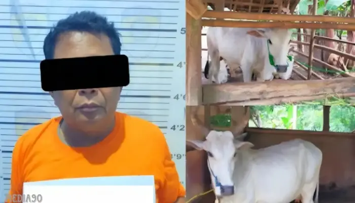 Pria Dibekuk Polisi Usai Curi Dua Sapi yang Terikat di Pekarangan Iringmulyo Metro