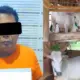 Curi Dua Sapi Terikat di Pekarangan Iringmulyo Metro, Pria ini Dijebloskan Masuk Sel Polisi