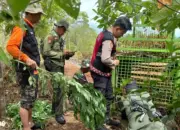 Harimau Kembali Masuk Pemukiman Warga di Pesisir Barat, Belum Terjebak, Pengawasan Pos Siaga Terus Berlanjut