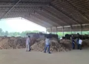 Kementan Sidak 71 Perusahaan Tapioka di Lampung, Tekankan Mutu Ubi Kayu