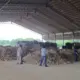 Sidak ke Lampung, Kementerian Pertanian Periksa Tata Kelola 71 Perusahaan Tapioka, Minta Mutu Ubi Kayu Dijaga