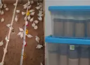 Peneliti Polinela Kaji Pemanfaatan Jahe untuk Cegah Infeksi Bakteri pada Ayam Broiler
