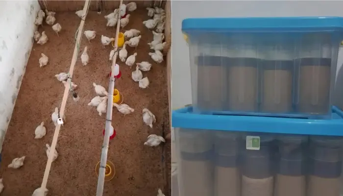 Peneliti Polinela Kaji Pemanfaatan Jahe untuk Cegah Infeksi Bakteri pada Ayam Broiler