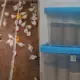 Dosen Polinela Teliti Jahe Jadi Alternatif Atasi Infeksi Bakteri pada Ayam Broiler