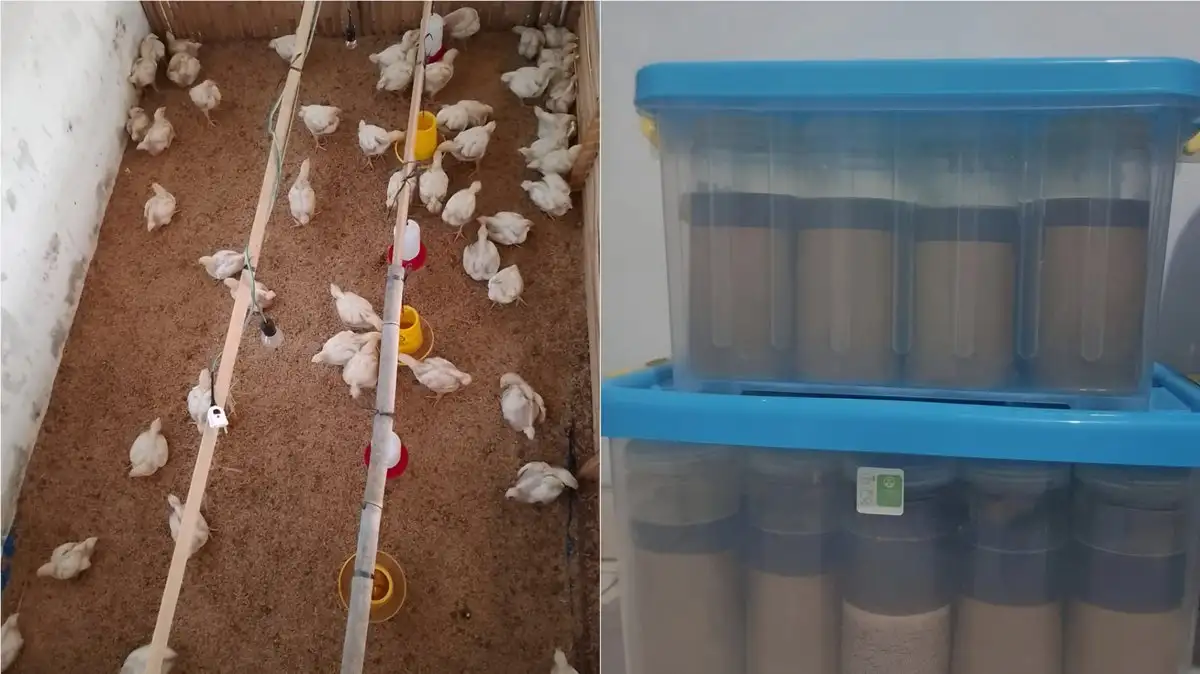 Dosen Polinela Teliti Jahe Jadi Alternatif Atasi Infeksi Bakteri pada Ayam Broiler