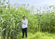 Sorgum Jadi Alternatif Pangan dan Energi, Penelitian Dosen Polinela Dimulai di Lampung