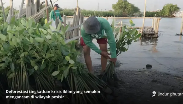 Deforestasi Indonesia Meningkat, Inisiatif Pemulihan Hutan Semakin Mendesak