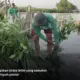 Deforestasi di Indonesia Masih Tinggi, Upaya Pemulihan Hutan Harus Diperkuat