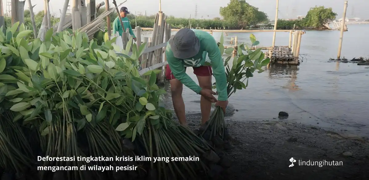 Deforestasi di Indonesia Masih Tinggi, Upaya Pemulihan Hutan Harus Diperkuat