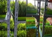 Dosen Polinela Kembangkan Fodder Jagung Hidroponik, Inovasi Pakan Ternak Cepat dan Efisien di Perkotaan