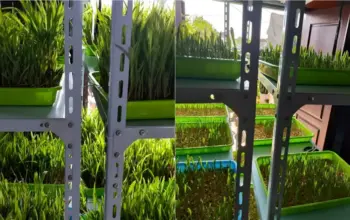 Dosen Polinela Kembangkan Fodder Jagung Hidroponik, Inovasi Pakan Ternak Cepat dan Efisien di Perkotaan