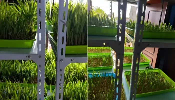 Dosen Polinela Kembangkan Hidroponik Fodder Jagung, Solusi Pakan Ternak Cepat dan Efisien di Perkotaan