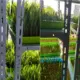 Dosen Polinela Kembangkan Fodder Jagung Hidroponik, Inovasi Pakan Ternak Cepat dan Efisien di Perkotaan