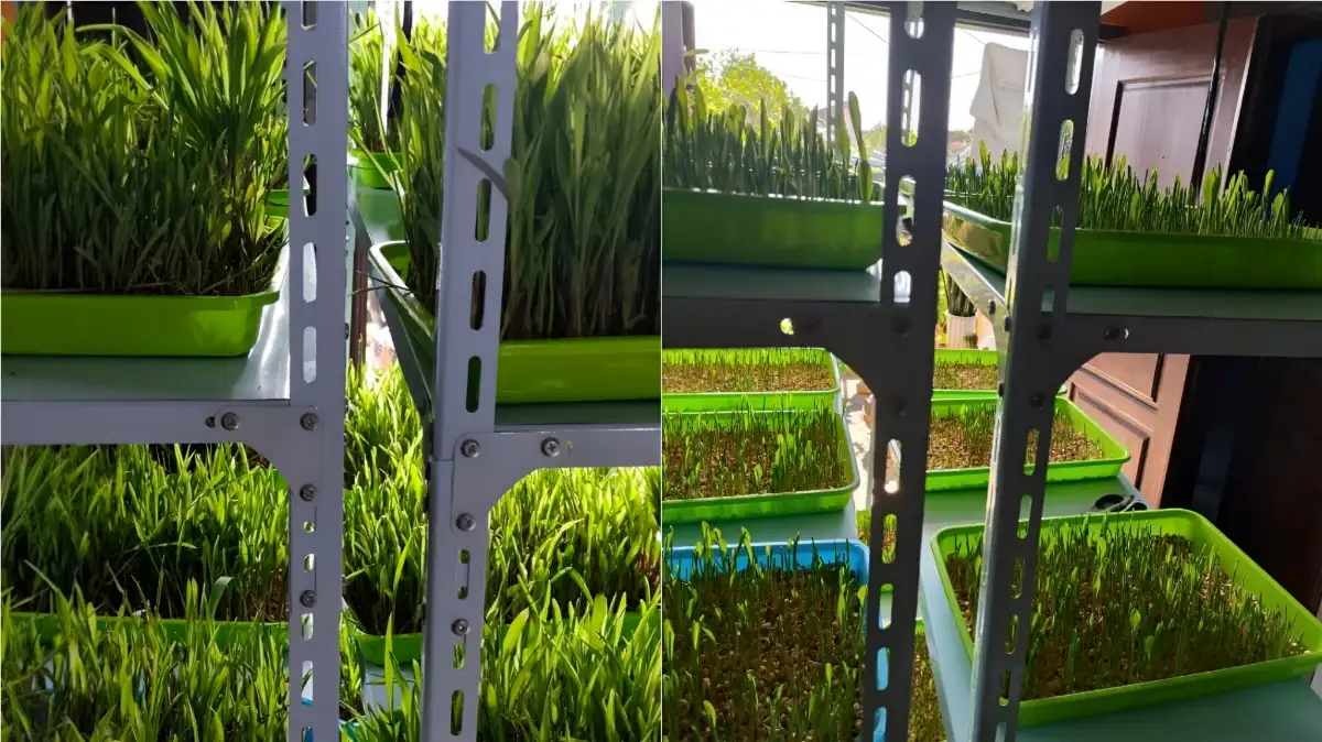 Dosen Polinela Kembangkan Fodder Jagung Hidroponik, Inovasi Pakan Ternak Cepat dan Efisien di Perkotaan