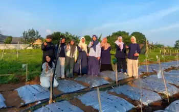 Dosen Polinela TPTH Teliti Peluang Budidaya Bawang Putih di Dataran Rendah