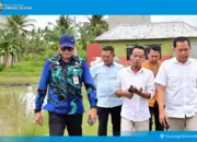 Padi Biosalin, Terobosan Hijau dari Lampung Selatan: Ubah Lahan Tambak Jadi Sawah Subur dan Produktif