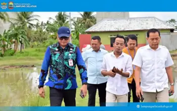 Padi Biosalin, Terobosan Hijau dari Lampung Selatan: Ubah Lahan Tambak Jadi Sawah Subur dan Produktif
