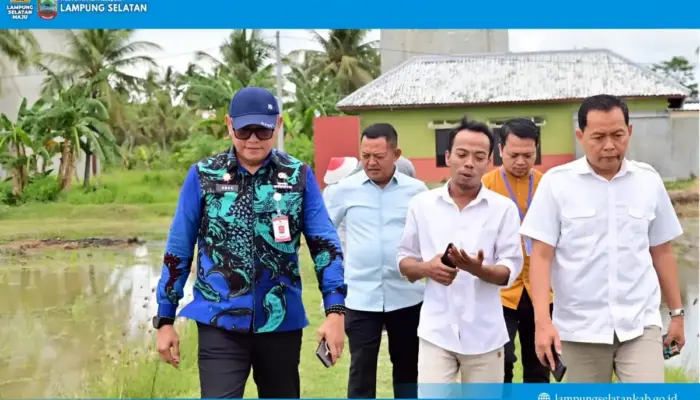 Padi Biosalin Ubah Lahan Bekas Tambak Jadi Sawah Produktif, Inovasi Hijau dari Lampung Selatan