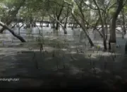 Pulihkan Ekosistem Pesisir Surabaya, Sedekah Pohon LindungiHutan Ajak Masyarakat Bergerak