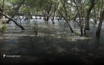 Pulihkan Ekosistem Pesisir Surabaya, Sedekah Pohon LindungiHutan Ajak Masyarakat Bergerak