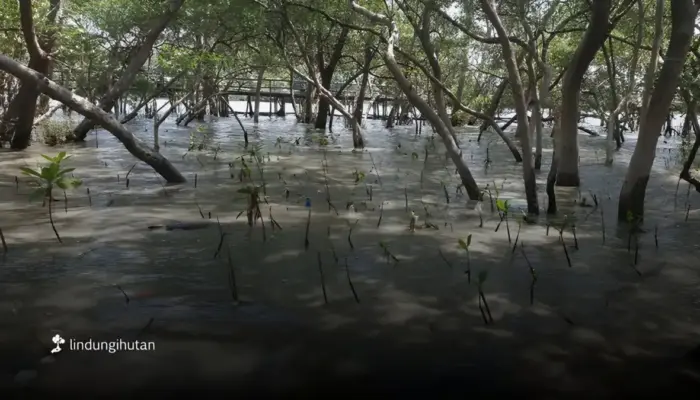 Sedekah Pohon LindungiHutan Ajak Masyarakat Pulihkan Ekosistem Pesisir Surabaya