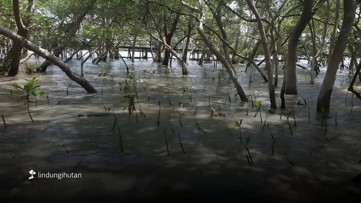 Pulihkan Ekosistem Pesisir Surabaya, Sedekah Pohon LindungiHutan Ajak Masyarakat Bergerak