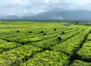 PTPN IV Tegaskan Tidak Ada Rencana Konversi Kebun Teh di Simalungun menjadi Sawit