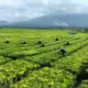 Tanggapan Resmi PTPN IV Regional II Mengenai Rencana Konversi Kebun Teh Simalungun