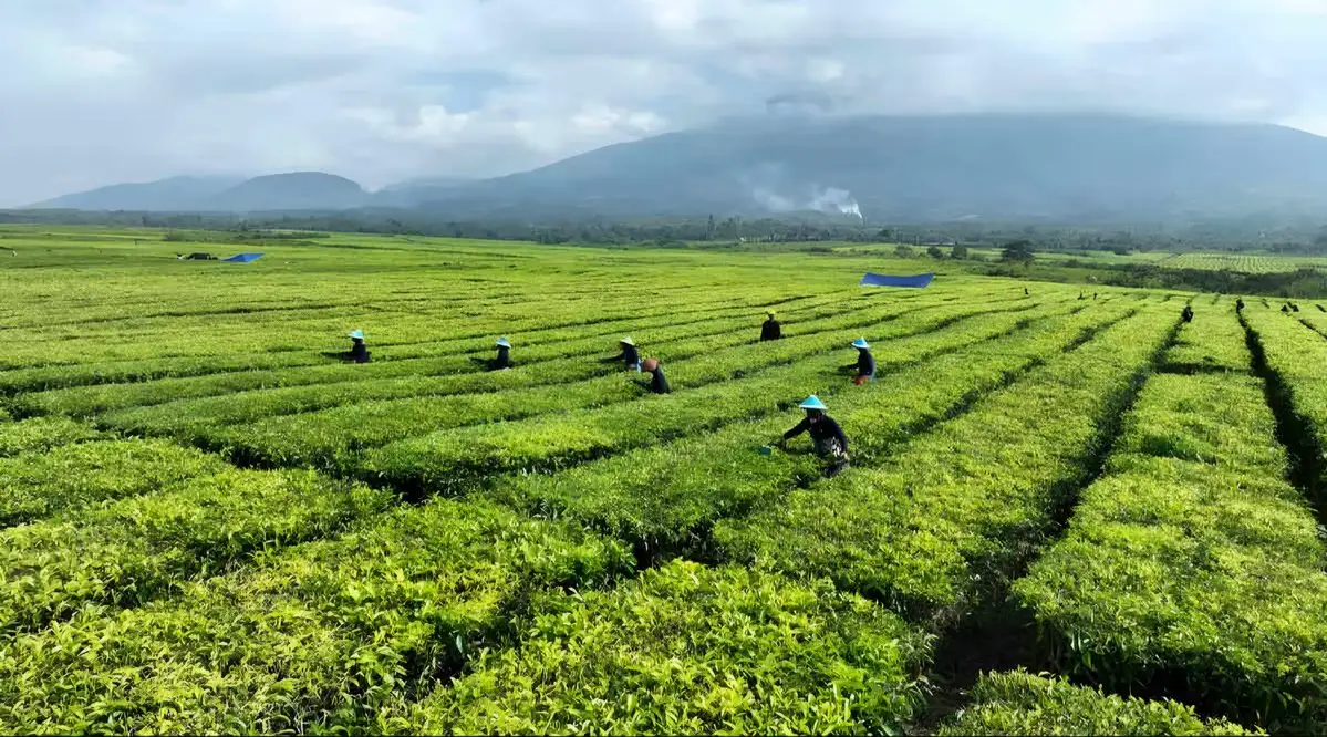 Tanggapan Resmi PTPN IV Regional II Mengenai Rencana Konversi Kebun Teh Simalungun