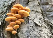 Temuan Mengejutkan: Jamur Shiitake Bisa Jadi Chip Komputer Ramah Lingkungan 10 Terobosan Teknologi: Jamur Shiitake Kini Bisa Jadi Pengganti Chip Komputer