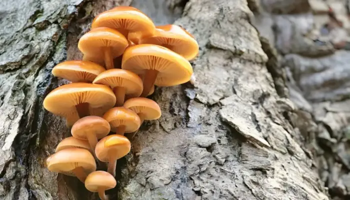 Temuan Mengejutkan: Jamur Shiitake Bisa Jadi Chip Komputer Ramah Lingkungan