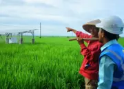 PLN Lampung Hadirkan Listrik untuk Rakyat, Bantu Petani Trimomukti Panen Harapan Baru