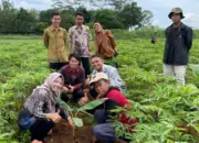 Polinela Kembangkan Pisang Kultur Jaringan untuk Genjot Produksi Unggul di Tanggamus