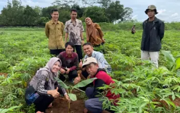 Polinela Kembangkan Pisang Kultur Jaringan untuk Genjot Produksi Unggul di Tanggamus