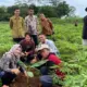 Polinela Kembangkan Pisang Kultur Jaringan untuk Genjot Produksi Unggul di Tanggamus