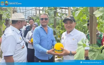 Panen Melon di Tanjung Bintang, Wabup Lampung Selatan Dorong Desa Terapkan Pertanian Cerdas dan Modern 9 Wakil Bupati Lampung Selatan Dorong Desa Terapkan Pertanian Cerdas saat Panen Melon di Tanjung Bintang
