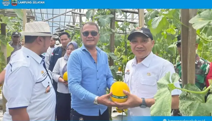 Panen Melon di Tanjung Bintang, Wabup Lampung Selatan Dorong Desa Terapkan Pertanian Cerdas dan Modern