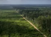 Hutan Indonesia Terus Berkurang, Risiko Bencana Alam Semakin Mengancam